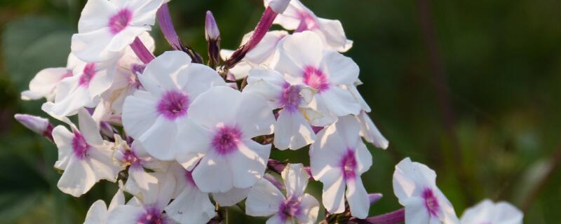 福禄考耐寒吗（福禄考花耐寒吗）