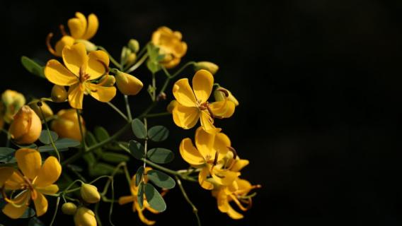 黄槐决明与黄槐的区别