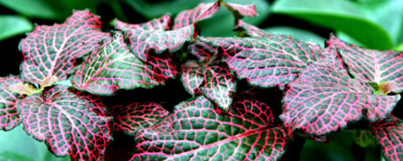 红网纹草有什么用途（红网纹草有什么用途和功效）