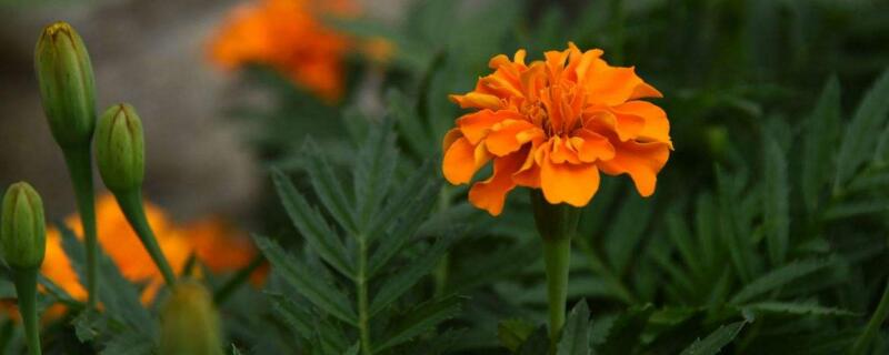 孔雀草要摘心吗 孔雀草能开多久