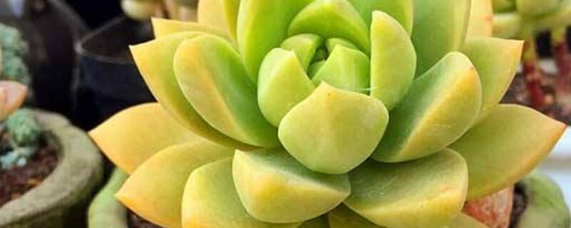 黄丽徒长了怎么变老桩 露养的黄丽老桩图片