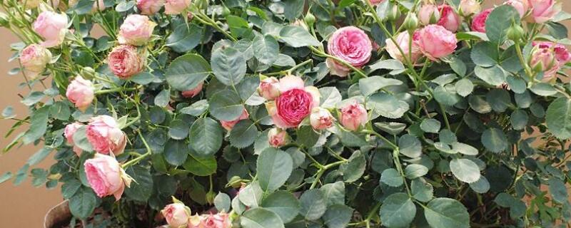 蔷薇移盆后多久恢复（蔷薇怎么移盆）