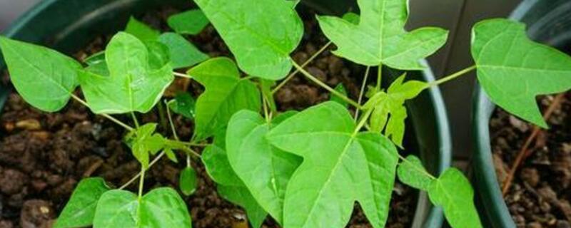 木瓜的生长过程（木瓜的生长过程图解）