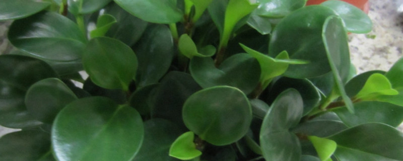 适合叶插的植物（哪些植物适合叶插）