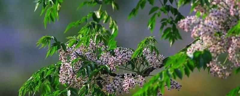 苦楝树花有毒吗（苦楝树的花有毒吗）