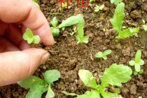 间苗是什么意思