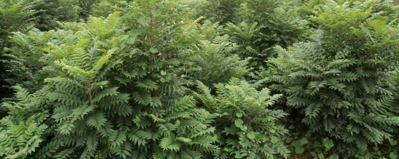 什么药能把树弄死 用啥药能把树弄死