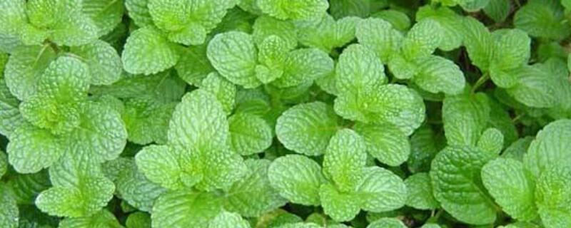 薄荷草驱蚊吗 薄荷草可以驱蚊驱虫吗