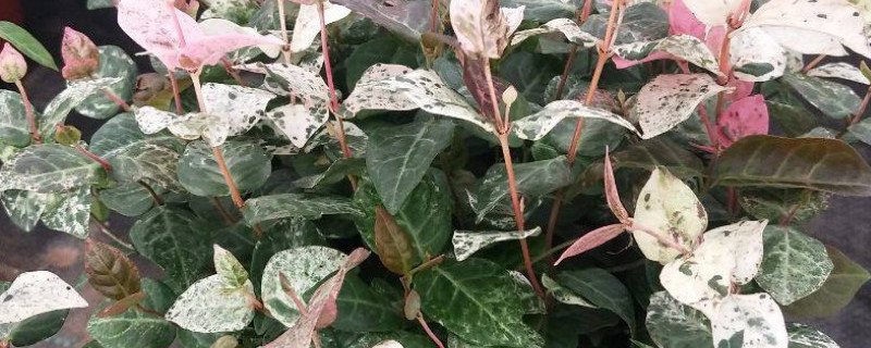 花叶络石如何换盆（花叶络石换盆后几天服盆）