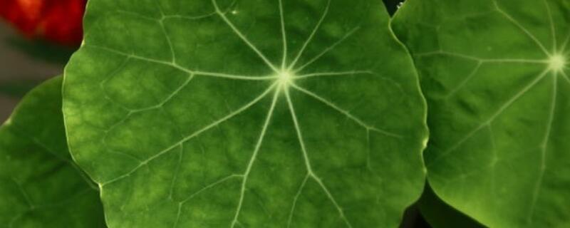 旱地莲种子怎么种（旱地莲种子图片）