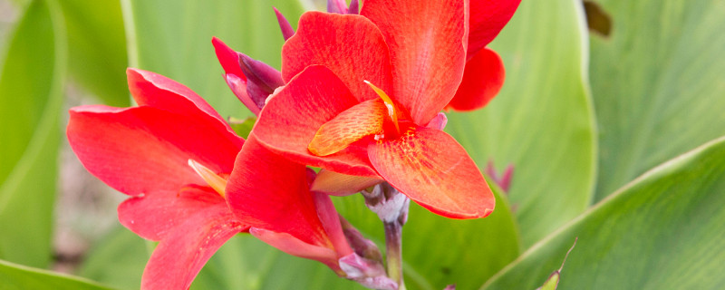 美人蕉球茎怎么种植（美人蕉球茎怎么种植的）