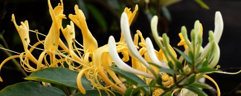 金银花什么时候采（金银花的种植方法和时间）