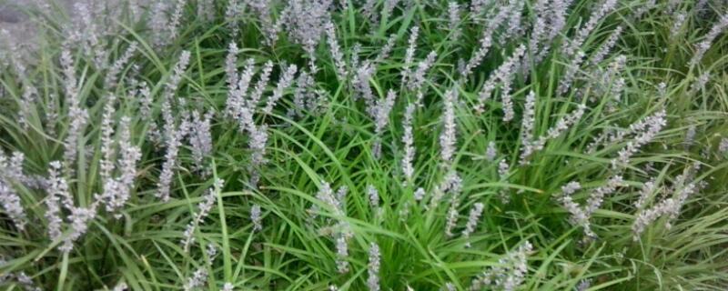 沿阶草和麦冬的区别（沿阶草和麦冬的区别秒懂百科）