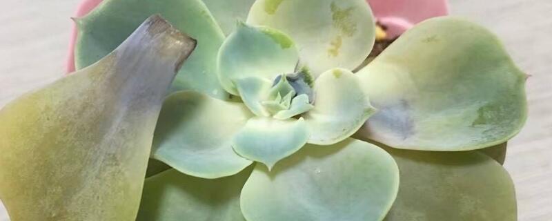 多肉水化是什么原因（多肉化水了是什么原因）