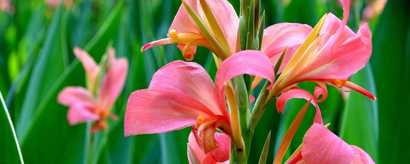 郁金香和美人蕉的区别（郁金香和美人蕉的区别在哪）