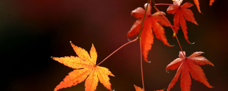 主干红枫怎么发芽 早春怎样促进红枫主干发芽