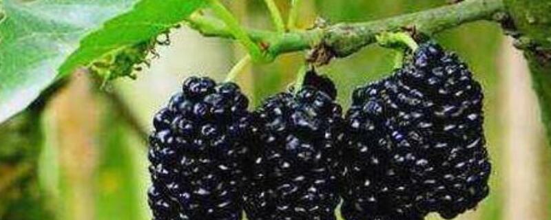 桑树与桑葚树的区别（桑树和桑葚树有什么区别）