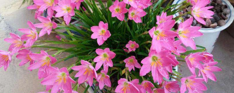 风雨兰用多深的盆 风雨兰要用多深的盆