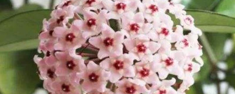 球兰花有毒吗 四季球兰花有毒吗