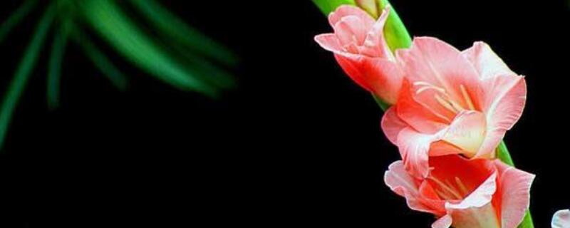 剑兰开完花怎么处理（剑兰开完花怎么处理好看）