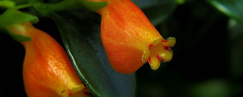 小金鱼花怎么养肯开花（小金鱼花怎么养才能开花）