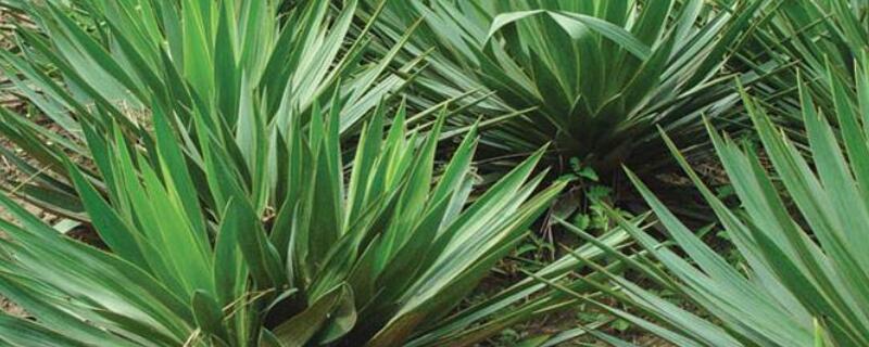 丝兰和剑麻的区别 剑麻与丝兰是一种植物吗