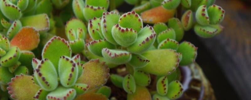 夏季不休眠的多肉（夏季不休眠的多肉有哪些品种）