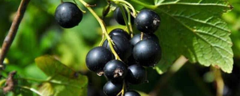 长得像葡萄的紫色水果（长得像葡萄的紫色水果有哪些）