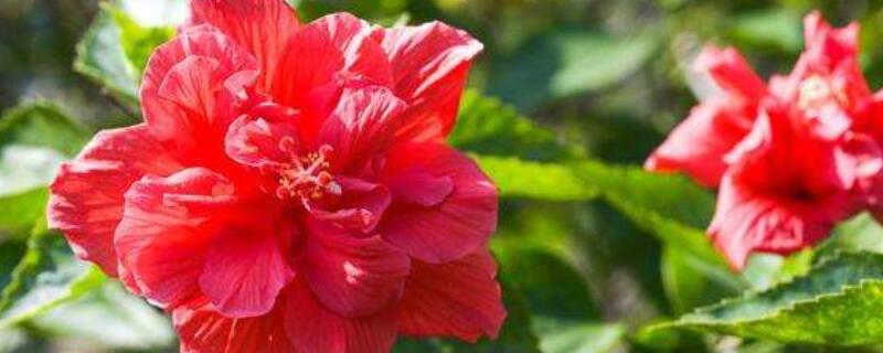 状元红花喜阳吗 状元红花好养吗?