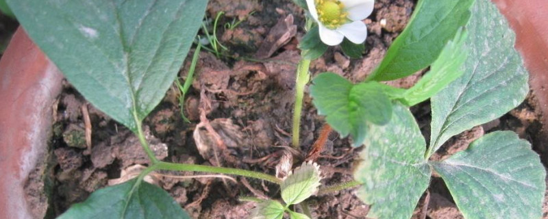 盆栽草莓种植法 盆栽草莓种植法图解