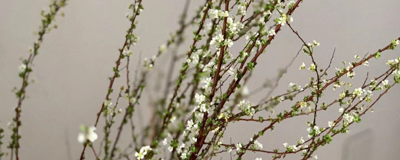 雪柳怎么剪枝 雪柳怎么剪枝图解