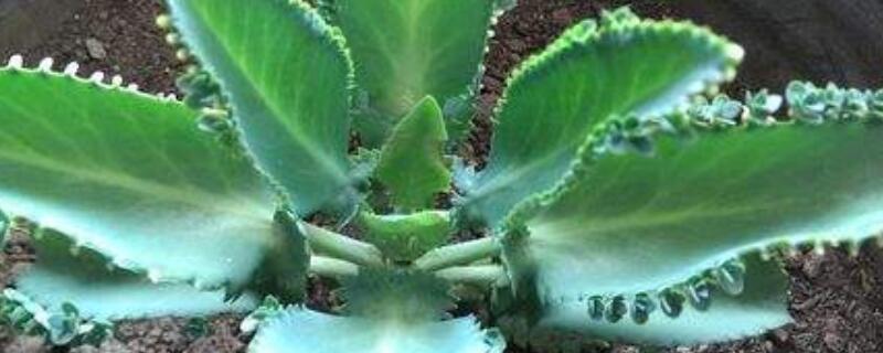 不死鸟嫁接长寿花的方法（用不死鸟嫁接长寿花）