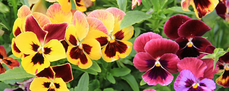 三色堇如何爆盆（三色堇用什么花盆）