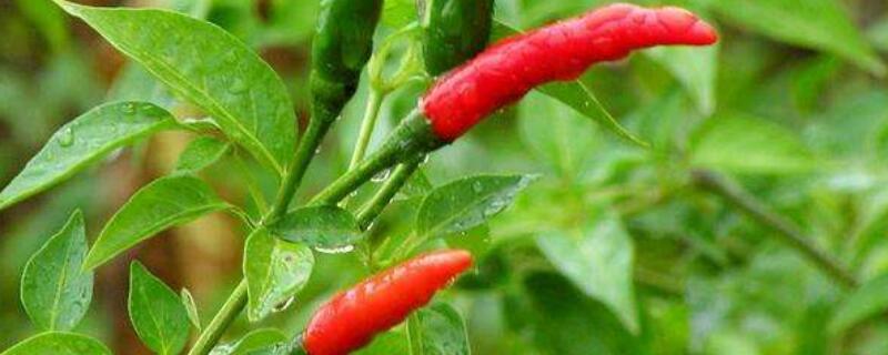 辣椒不开花怎么处理 辣椒不开花怎么回事