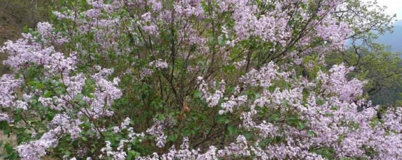 野丁香花有毒吗 野丁香花的功效与作用
