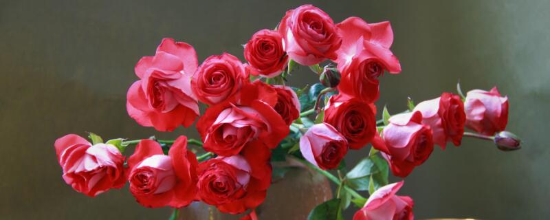 红玫花是什么 红玫花是什么季节开的