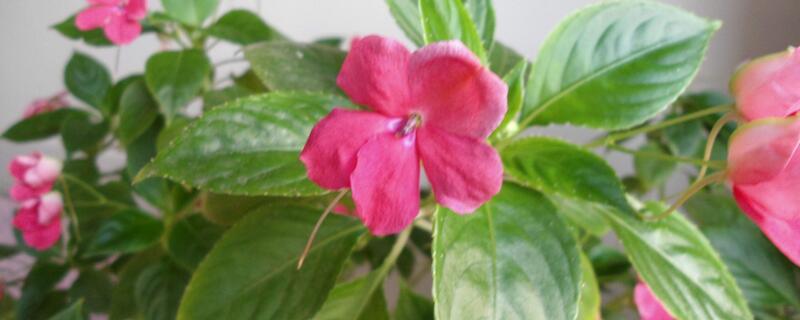 玻璃翠有毒吗 玻璃翠有毒吗在卧室里养好吗