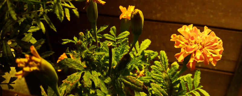 夜来香用什么肥料（夜来香喜肥吗）