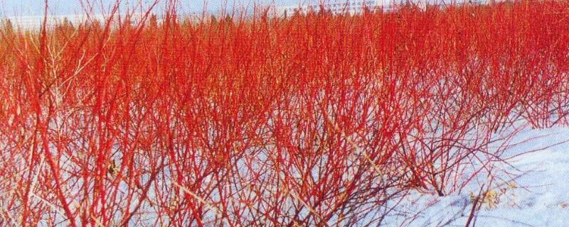 红瑞木有毒吗（红瑞木药用部位）