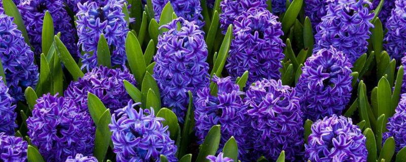 开紫色花的植物 农村开紫色花的植物