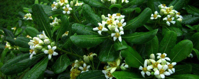 海桐的花语和象征（海桐的寓意）