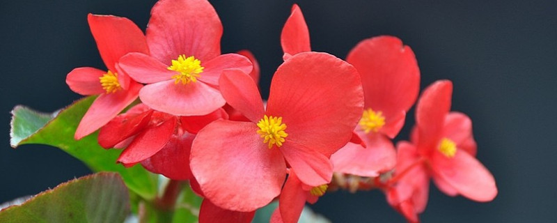 四季海棠花败怎么修剪（四季海棠花败怎么修剪视频）