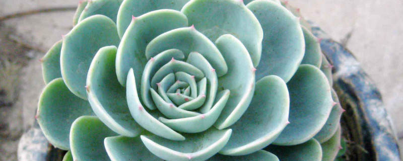 厚脸皮植物能放卧室吗 厚脸皮植物能放卧室吗有毒吗