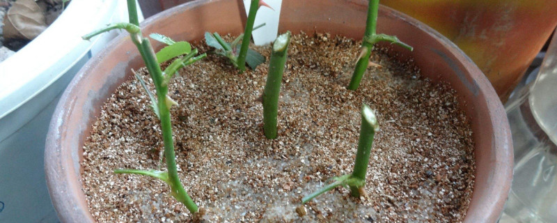 分株和扦插的区别（分株和扦插的区别图片）