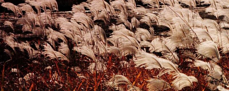 荻花和芦苇花的区别 荻花与蒲苇的区别