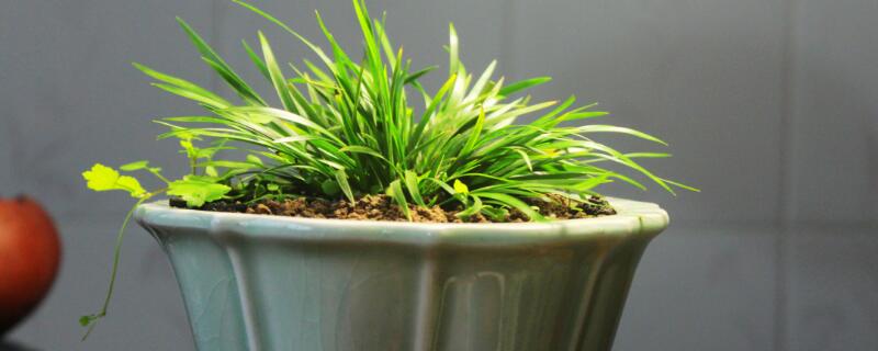 菖蒲和沿阶草的区别（菖蒲和沿阶草的区别）