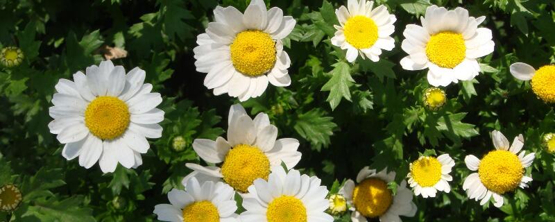 白晶菊是多年生吗（白晶菊多年生吗?）