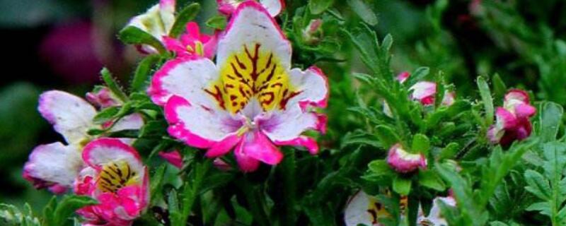 蛾蝶花种子种植方法（蛾蝶花种子种植方法）