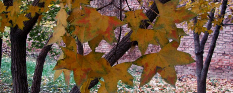 五角枫盆景怎么修剪 五角枫盆景修剪技术视频