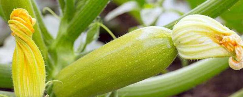 西葫芦坐果诀窍 怎样让西葫芦坐果